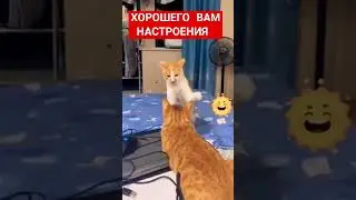 ХОРОШЕГО ВАМ НАСТРОЕНИЯ