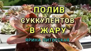 ПОЛИВ СУККУЛЕНТОВ В ЖАРУ. МОИ ВЫВОДЫ