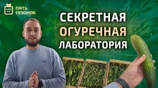 СЕКРЕТНАЯ ОГУРЕЧНАЯ ЛАБОРАТОРИЯ