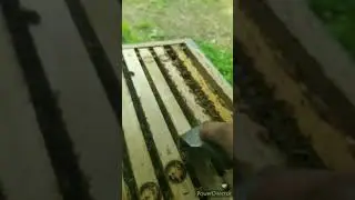 Прополис. Домашняя аптека!