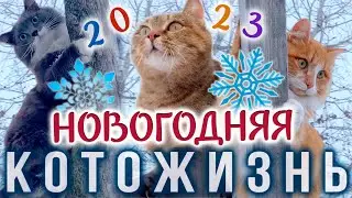 НОВОГОДНЯЯ КОТОЖИЗНЬ❄️2023