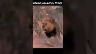 Ntwadumela he who greets with fire #shorts 🔥 ntwadumela the hyena killer #youtubeshorts #lion