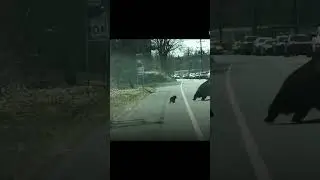 Медведица и медвежата часть 2