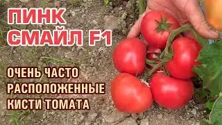 Розовый помидор ПИНК СМАЙЛ F1 самый вкусный розовый томат 👍