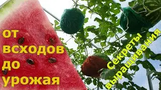 Выращивание арбуза от А до Я