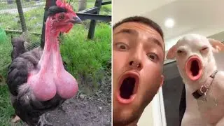 One Hour of Interesting Animal Moments Caught on Camera