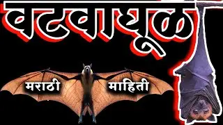 |Vatvaghul Chi Mahiti| वटवाघूळ प्राणी माहिती मराठी/ Bat Animal Information In Marathi #kuberclasses