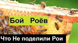 №96 Что Не поделили Рои? И еще темы. Обмен Опытом. Пчеловодство. Пасека.