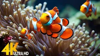 Aquarium 4K VIDEO (ULTRA HD) 🐠 Beautiful Coral Reef Fish - Relaxing Sleep Meditation Music 