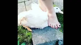 سربریدن اردک زیرپای خانم،woman slaughter under feet