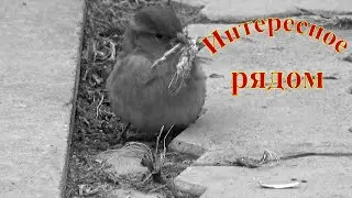 Интересное рядом с нами.