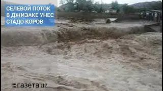 Сель унес стадо коров в Джизакской области