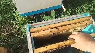 Пасека 12 июня Карника Альпийка