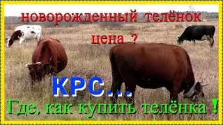 Какая цена где купить новорожденного телёнка для выращивания в деревне подсобное хозяйство 