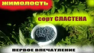 Жимолость садовая сорт Сластена.Первая ягода и первое впечатление