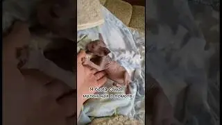 Юночке 3 годика! Донской сфинкс это счастье 
