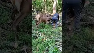 Elk Tries To Get Mans Attention!