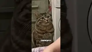 я и жизнь с кошками