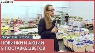 Цветочная база 7 цветов представляет: новинки в поставке срезанных цветов с Ольгой Шаровой