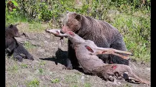 35 Brutal Moments When Bears Hunt Mercilessly | Animal Fight