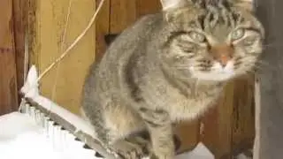 The crumb is my favorite cat greets me with a hike on applications 