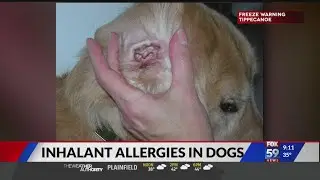 Inhalant allergies in dogs