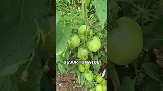 Обзор самых урожайных томатов 