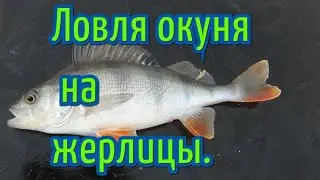 Ловля окуня на жерлицы.