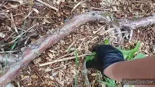 САД как искусство. Создаём 