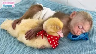 BiBi monkey lulls duck to sleep so sweet