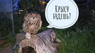 I came to the owl Yoll for dinner, fed the mosquitoes