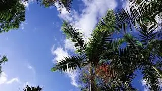Palm Tree Motion Effects