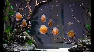 Best Nature Discus Aquarium Setup | Home Aquascape for Discus