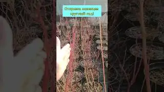 саженцы голубики