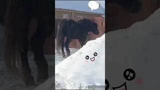 Эх, нагулялся! Пора идти домой, сериал смотреть.🐴🤩😍🐴