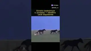 Вау..Вау...Вау