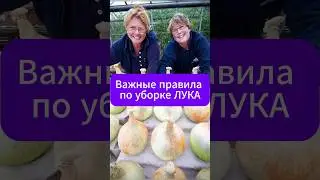 ВАЖНЫЕ правила при уборка лука!  