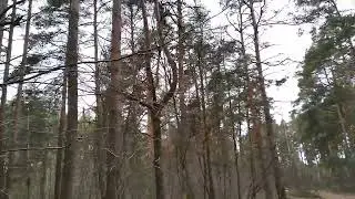 Причудливое дерево в лесу, пойдём гулять, кто с нами?
