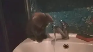 Британский котенок умывается.