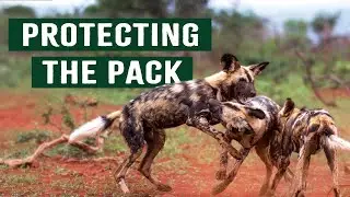 The Fight to Save Wild Dogs From Human Threats