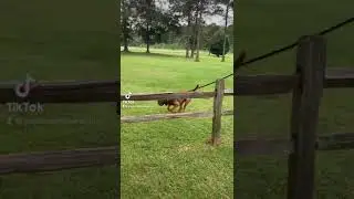 Bloodhound Jumps Incredibly High!