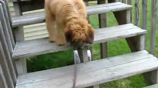 supermoxie 002.AVI