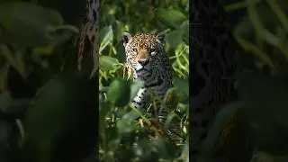 Así fotografié al JAGUAR 🐆