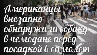 Американцы внезапно обнаружили собаку в чемодане перед посадкой в самолет
