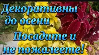 🪴Эти растения не подведут!!!Красавцы!!!Колеусы🌿Черенкование