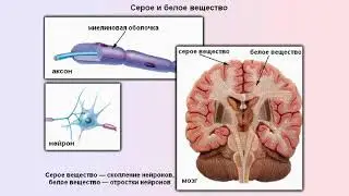 Серое и белое вещество