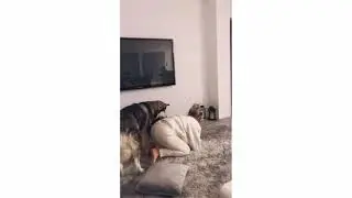 فتيات و اللعب مع الكلاب غريب جدا