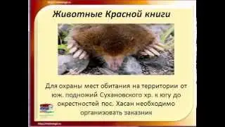 Красная книга России - животные млекопитающие