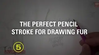 The Perfect Pencil Stroke For Drawing Fur