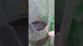 Попался шершень в ловушку, буквально в течении часа.